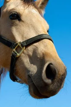 Horse Stock Photos