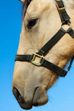 Horse Stock Photos