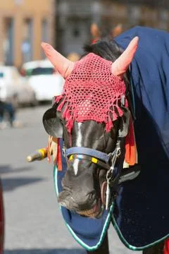 Horse Stock Photos