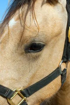 Horse Stock Photos