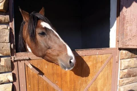 Horse Stock Photos