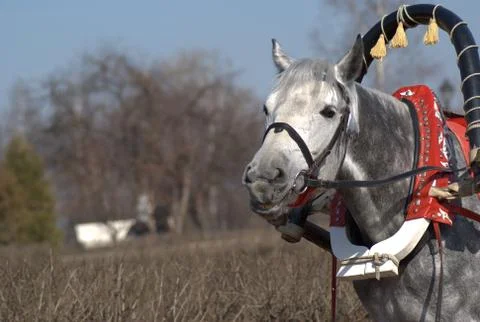 Horse Stock Photos