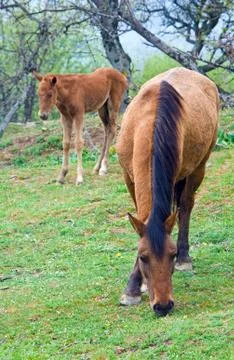 Horse Stock Photos