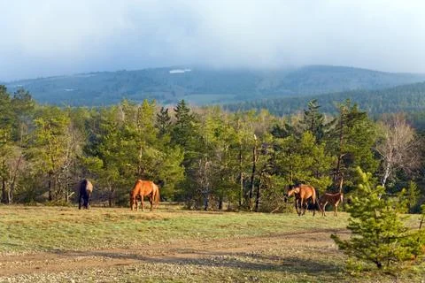 Horse Stock Photos