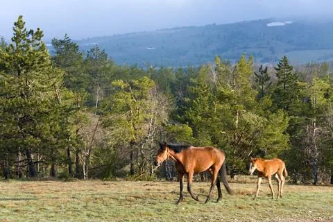 Horse Stock Photos