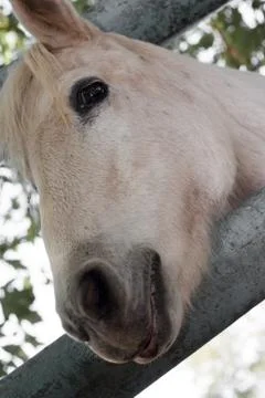 Horse Stock Photos