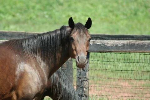 Horse Stock Photos
