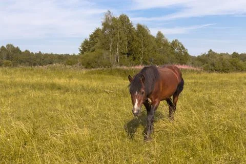 Horse Stock Photos
