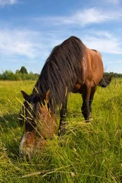 Horse Stock Photos