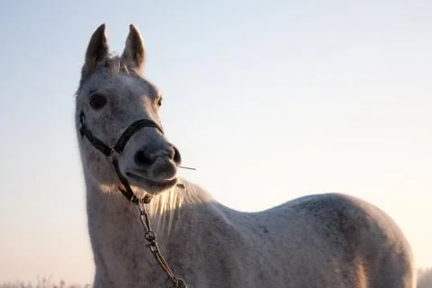 Horse Stock Photos