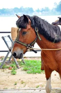 Horse Stock Photos