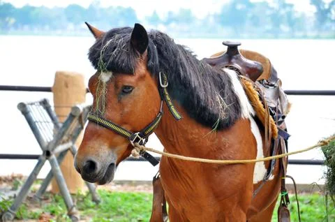 Horse Stock Photos