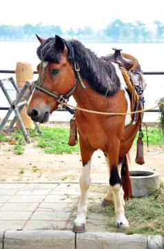 Horse Stock Photos