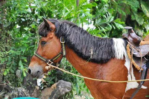 Horse Stock Photos