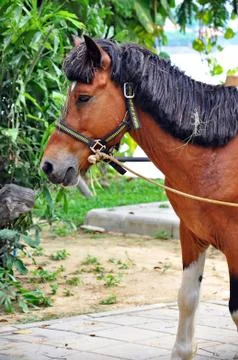 Horse Stock Photos
