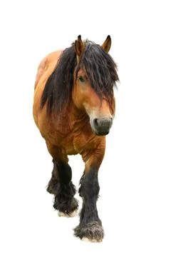 Horse Stock Photos