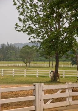 Horse Stock Photos