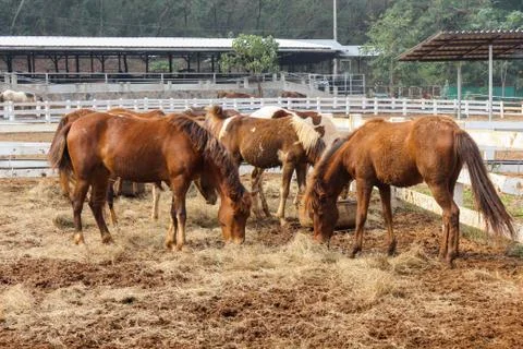 Horse Stock Photos
