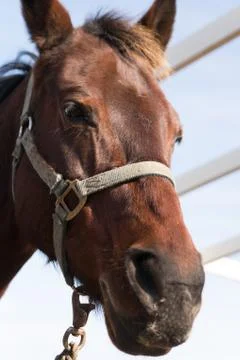 Horse Foto stock