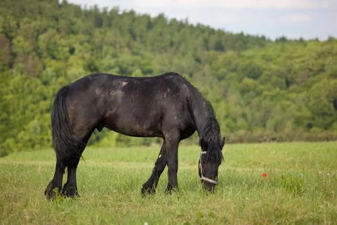 Horse Stock Photos