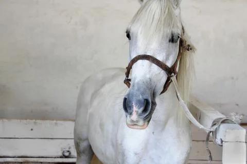 Horse Stock Photos