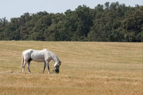 Horse Stock Photos