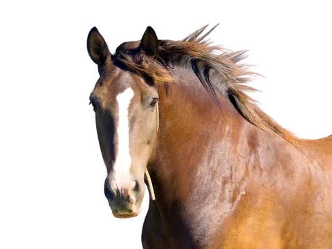 Horse Stock Photos