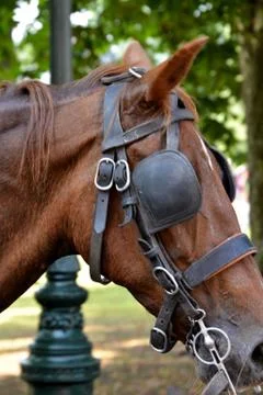 Horse 库存照片
