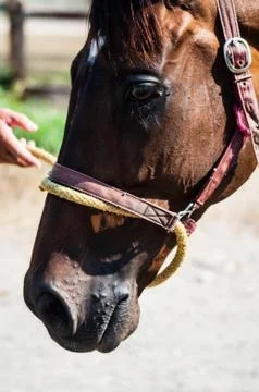 Horse Foto stock