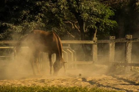 Horse Stock Photos