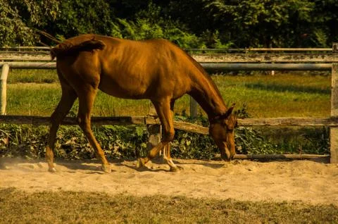 Horse Stock Photos
