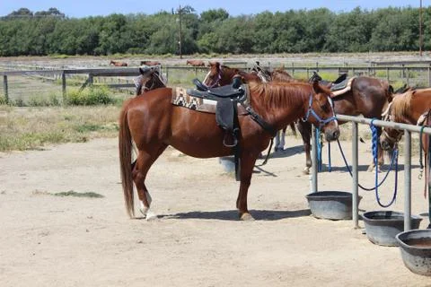 Horse Stock Photos