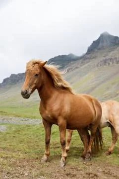 Horse Stock Photos