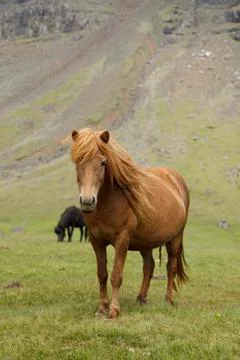 Horse Stock Photos