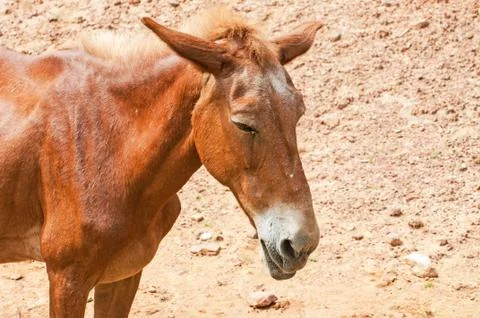 Horse Stock Photos