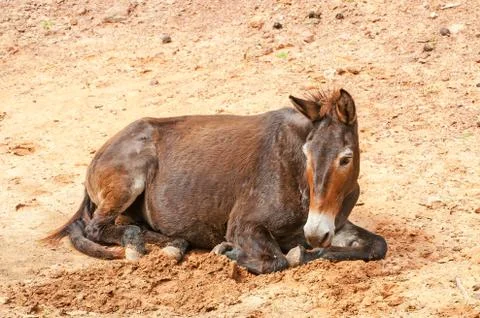 Horse Stock Photos