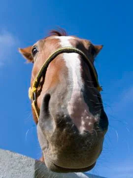Horse Stock Photos