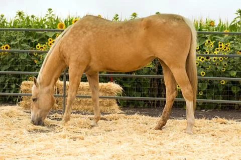 Horse Stock Photos