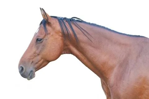 Horse Stock Photos