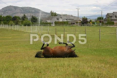 Horse Stock Photos