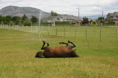 Horse Stock Photos