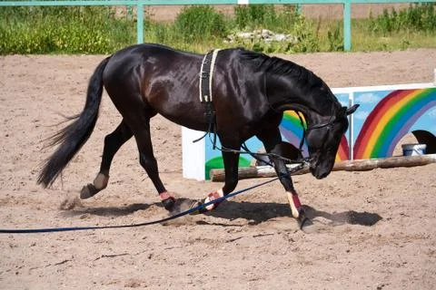 Horse Stock Photos