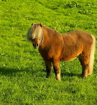 Horse Stock Photos
