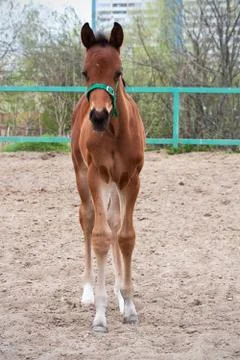Horse Stock Photos
