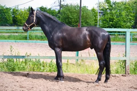 Horse Stock Photos