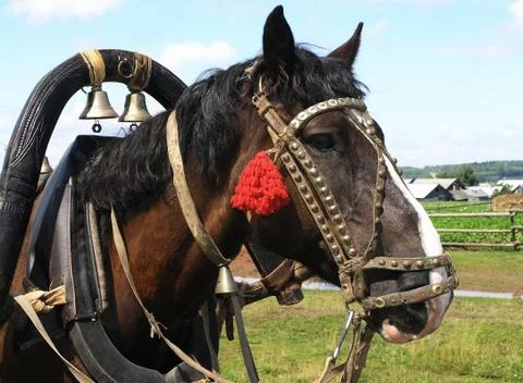 Horse Foto stock