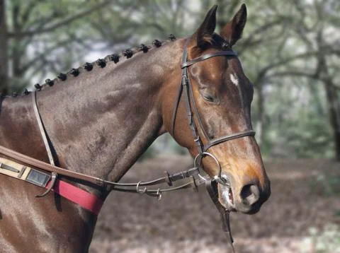 Horse Stock Photos