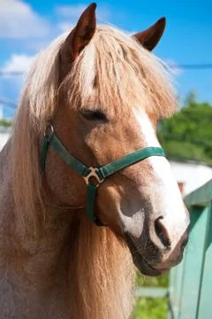 Horse Stock Photos