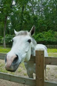 Horse Stock-Fotos