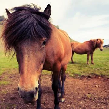 Horse Stock Photos